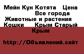 Мейн Кун Котята › Цена ­ 15 000 - Все города Животные и растения » Кошки   . Крым,Старый Крым